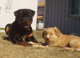 Rigoletto ca 9 veckor med 'storebror' rottweilern Yaxo