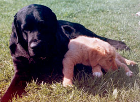 Rodrigo ca 3 mnader med 'storebror' labradoren Caruso
