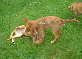 Rusalka & Rosina knappt 4 mnader