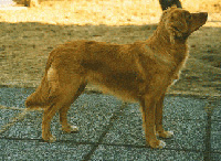 Freja