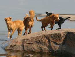 Dixi, Freja, Nidas & Pasta