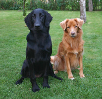 Pasta & Freja